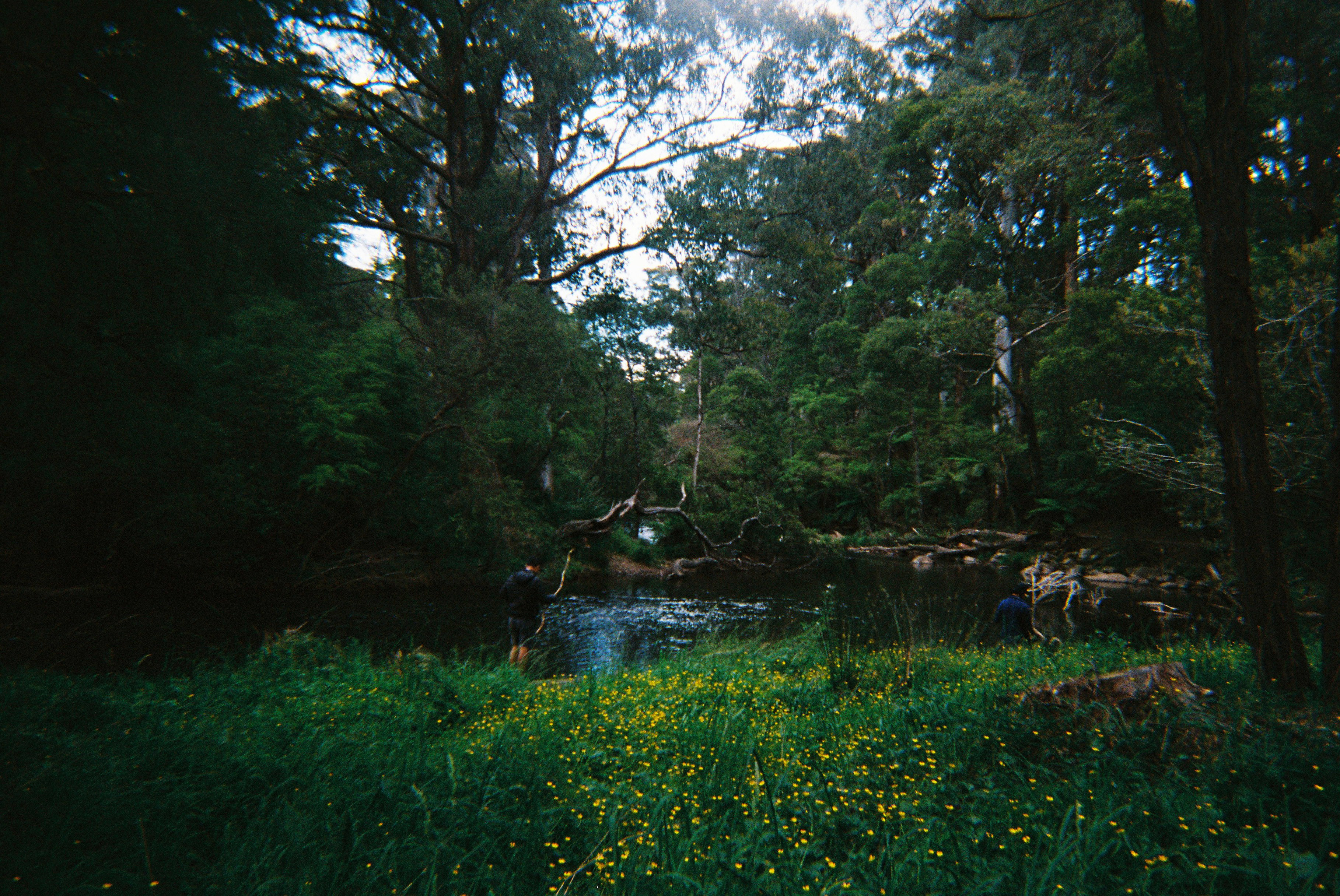 colourful film photo from inside an extremely lush forest with a river prominant in the frame