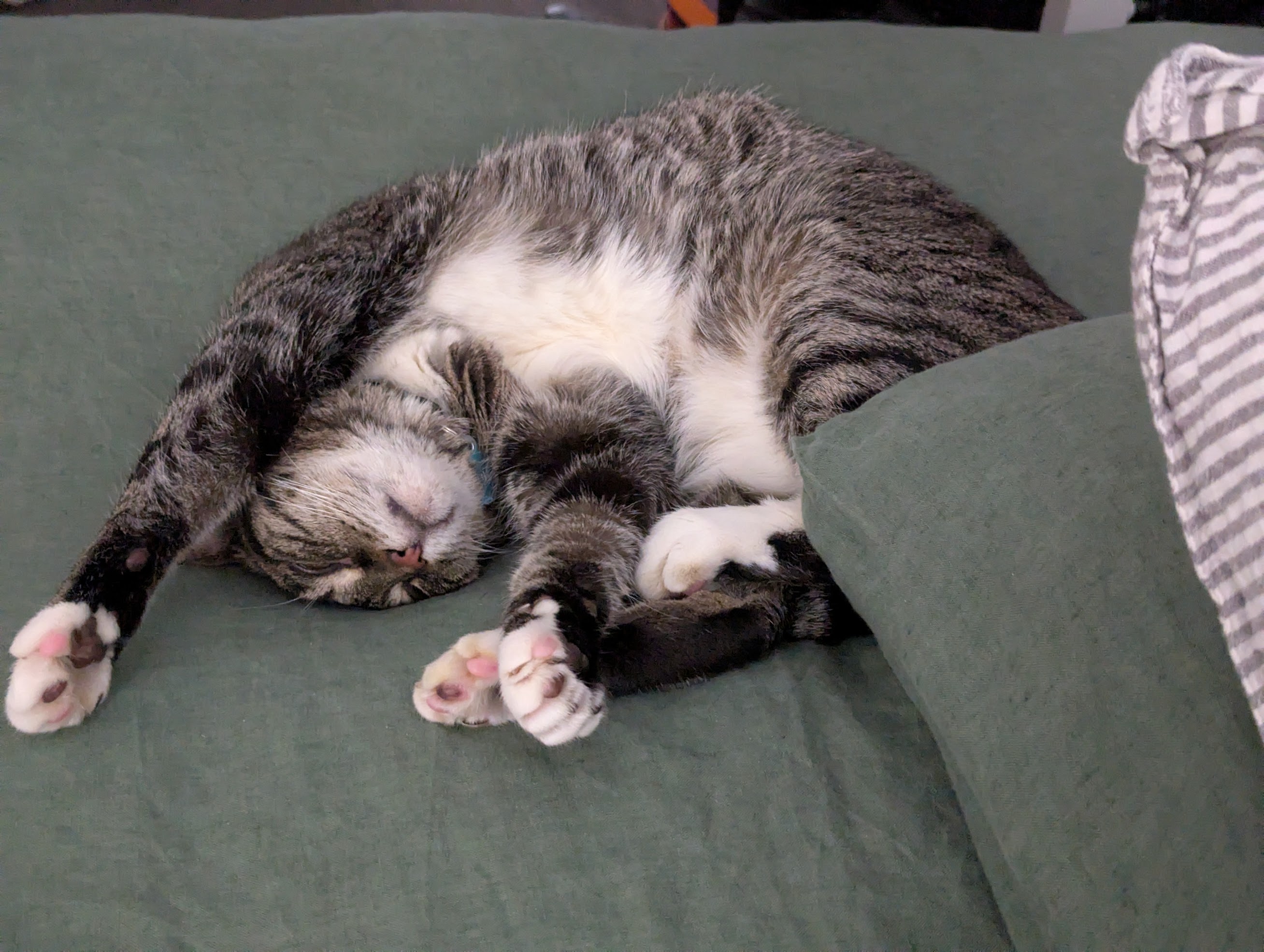 My cat Jerry, reclining